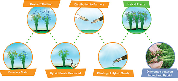 Arize Hybrids – Better Rice. Better Life - Arize - Better Rice - Better ...